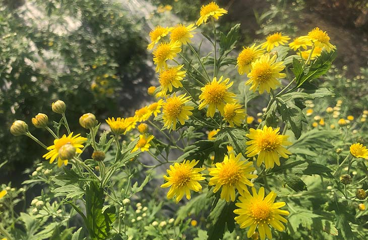 IMG_3650_730 (002).png