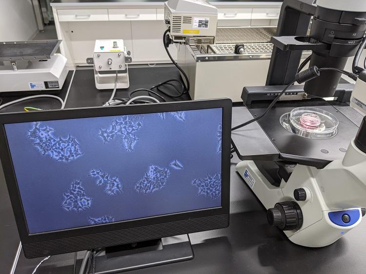 顕微鏡で観察中のゲノム編集細胞の様子mini.jpg
