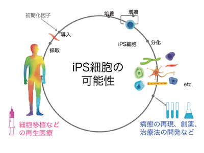 KRPPRESS特集：iPS細胞が拓く未来②　「iPS細胞とCiRAについて」　iPS細胞のキホン